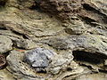 Eroding tuff layers with embedded basaltic rock, Pukewairiki