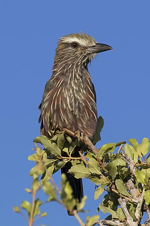 Purple roller