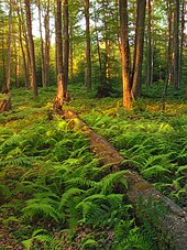 A fallen tree lies in green ferns with sunlit dappled trees behind.