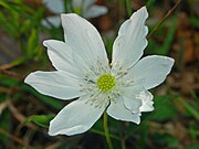 Close-up of the flower