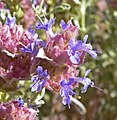 Salvia dorrii