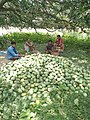Sattari Mango Garden