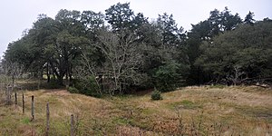 Southern Post Oak Savannah habitat, Austin County, (March 2014).