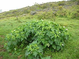 Datura stramonium