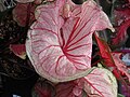 Caladium bicolor.