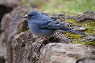 特內里費島藍燕雀（英語：Tenerife blue chaffinch）