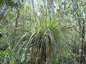 Tillandsia fasciculata