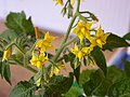 Stigmi inseriti nei fiori di Solanum lycopersicum (pomodoro). I pistilli di ogni fiore restano dentro l'anello degli stami o ne emergono lievemente.