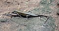 Image 4 Skink Photo: Muhammad Mahdi Karim Two Trachylepis maculilabris skinks mating. Skinks are lizards that generally have no pronounced neck and relatively small legs. Females may be egg-laying or give live birth, with many of the latter being ovoviviparous (hatching eggs internally and giving birth to live offspring). More selected pictures