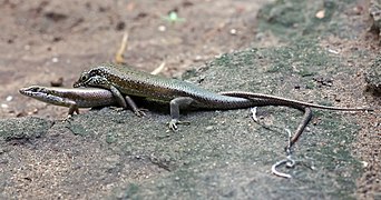 Trachylepis maculilabris mating