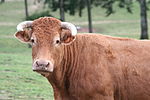 photo couleur d'une vache rouge à entourage des yeux et du mufle clair à courtes cornes en croissant.