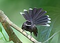Various bird species (fantail bird)