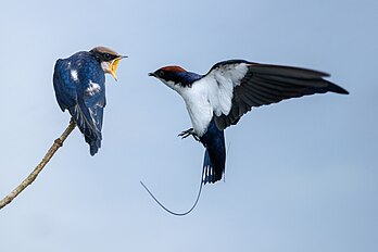 Andorinha-de-cauda-longa (Hirundo smithii), alimentando um de seus filhotes. (definição 3 978 × 2 656)