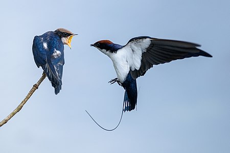 Wire-tailed swallow approaching offspring with food, by Manojiritty