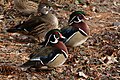 Wood Duck