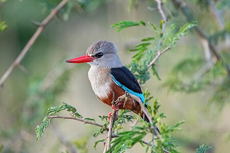 Grey-headed kingfisher, by Giles Laurent