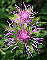 Centaurea uniflora