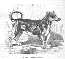 Turnspit dog (Illustrated Natural History du Rev. JG Wood).