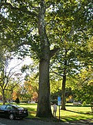 The "1812 Sycamore" near Town Hall (cut down in 2013)