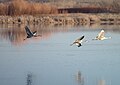 Sandhill Cranes, ditto