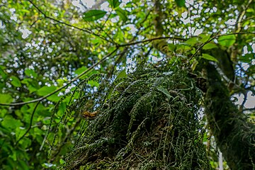 Algues dans les arbres dans la Hifadhi ya Mazingira ya Msitu wa Bururi (sv). Juin 2022.