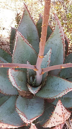 Hybrid of Aloe peglerae and Aloe marlothii
