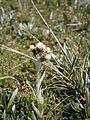 Antennaria carpatica