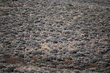 A herd of eleven pronghorns traveling in a line through a sagebrush landscape.