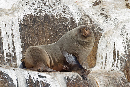 Brown fur seal, by JJ Harrison