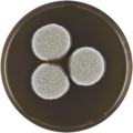 Aspergillus karnatakaensis growing on MEAOX plate