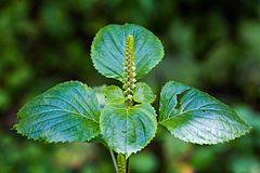 Green shiso flower