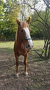 Belgian Draft Horse.