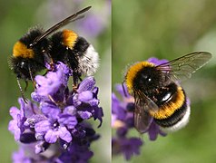 Bombus terrestris