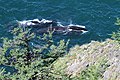 Whales swimming in the Lindholm Strait of the Shantar Islands, in the northwestern Sea of Okhotsk[105]