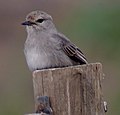 African Grey Flycatcher (thanks to JMK and Brian Finch of www.mathewssafaris.com for confirming the id)