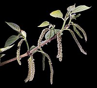 Staminate flowers