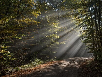 Raios crepusculares em Bruderwald, Bamberg, Alta Francônia, Alemanha (definição 5 184 × 3 888)