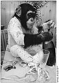 Dressed-up chimp grasping object