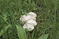 Calocybe gambosa