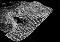 Outlines of a lizard