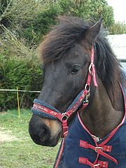 Tête de profil d'un cheval noir avec le bout du nez marron.