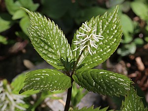 홀아비꽃대(Chloranthus japonicus)