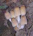 Cuticule micacée (Coprinus micaceus)