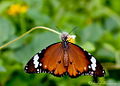 Danaus chrysippus feeding on Tridax procumbens in Bandung West Java, Indonesia.