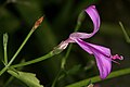 Resupinate flower of Dicliptera cernua; note coralla tube twisted 180 degrees