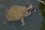 Eastern long-neck turtle camouflaged by algae