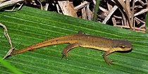 Eastern newt (Notophthalmus viridescens) Walker Co. TX (May 2012)