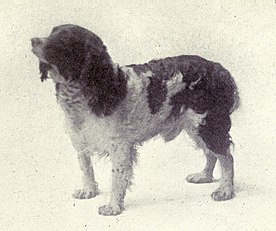 English springer spaniel, 1915