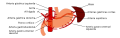 Es-Stomach blood supply.svg, procedente de Stomach blood supply.svg