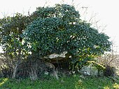 Dolmen d'Eylias